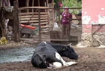 Şap Hastalığına Yol Açan Yeni Varyantlar Endişe Yarattı