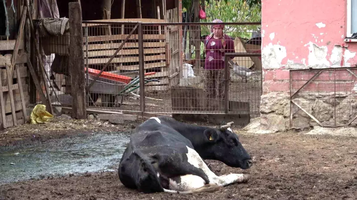 Şap Hastalığına Yol Açan Yeni Varyantlar Endişe Yarattı