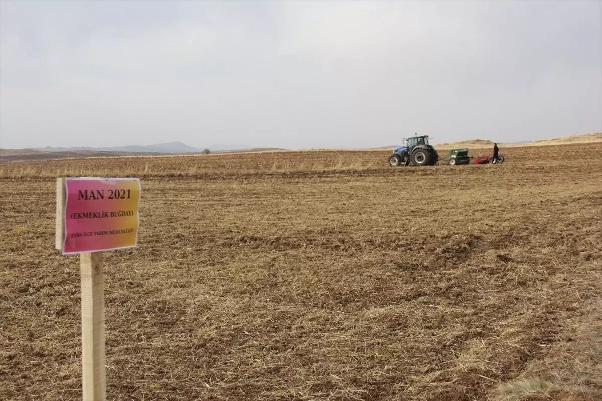 Sivas'ta 5 Farklı Ekmeklik Buğday Çeşidi Toprakla Buluşturuldu