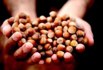 Düzce'de fındık ihracı geçen yılın gerisinde kaldı