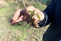 Nesli tükenme tehlikesi altında olan salep Eskişehir'de yeniden hayat buluyor