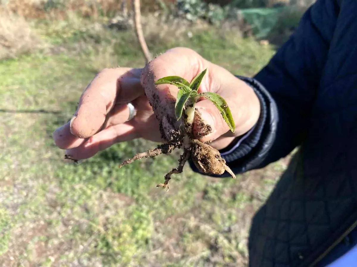 Nesli tükenme tehlikesi altında olan salep Eskişehir'de yeniden hayat buluyor