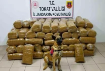 Tokat'ta 485 kilogram kaçak tütün ele geçirildi