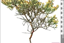 Toroslar'da yeni bitki türü keşfi; adı 'Ermenek borcağı' oldu