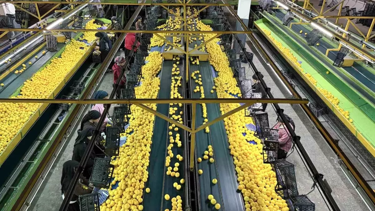 Yeni yıl öncesi narenciyede yoğun hasat