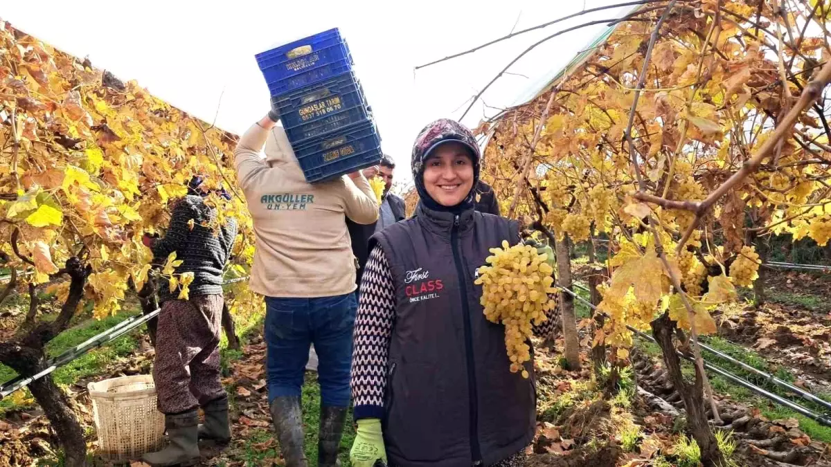 Yeni yıl üzümleri yola çıkmaya başladı