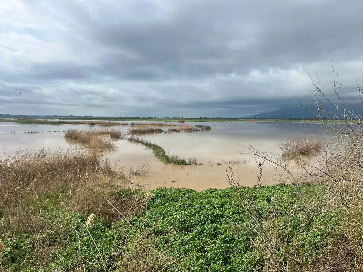 Büyük Menderes Nehri yine taştı; Söke Ovası'nı su bastı