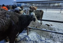 Kış şartları, Türkiye'nin en büyük hayvan pazarını olumsuz etkiledi
