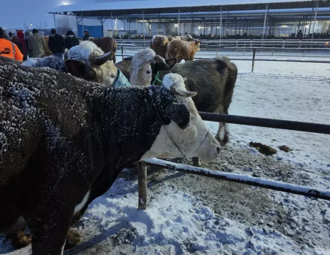 Kış şartları, Türkiye'nin en büyük hayvan pazarını olumsuz etkiledi