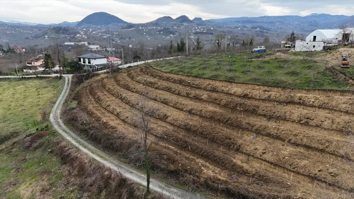 Ordu'da fındık üretiminde verimi arttırmak amacıyla çalışmalar devam ediyor