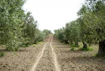 Saruhanlı'da halkalı leke alarmı - Haberler