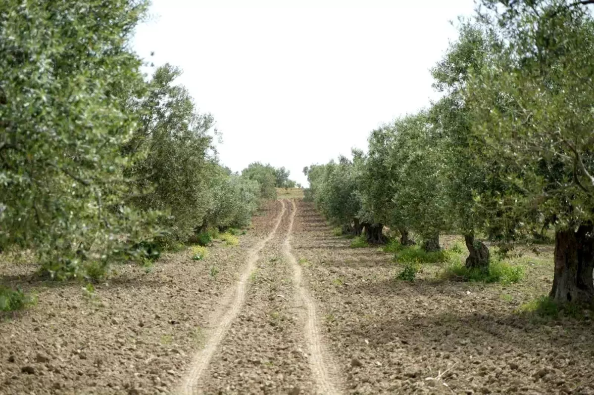 Saruhanlı'da halkalı leke alarmı - Haberler