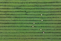 Albüm: Çin'de Popüler Batı Gölü Longjing Çayının Hasadı Başladı