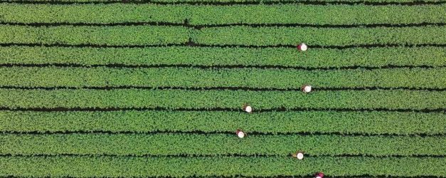 Albüm: Çin'de Popüler Batı Gölü Longjing Çayının Hasadı Başladı