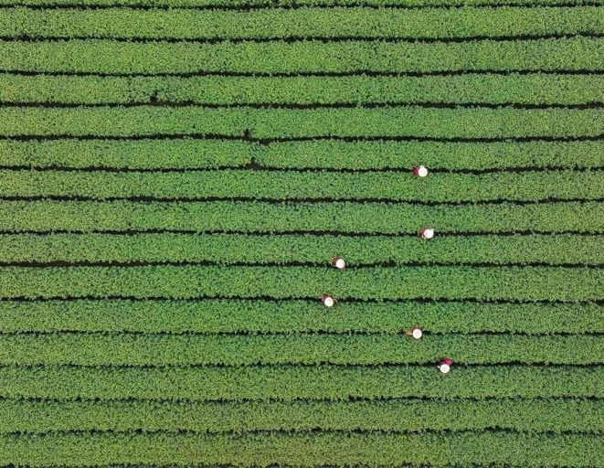 Albüm: Çin'de Popüler Batı Gölü Longjing Çayının Hasadı Başladı