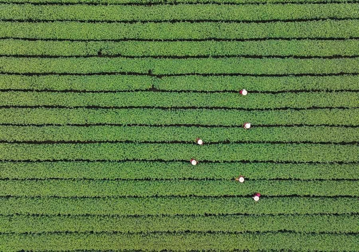 Albüm: Çin'de Popüler Batı Gölü Longjing Çayının Hasadı Başladı