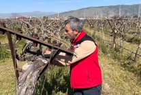 Bağlarda hastalık ve zararlı kontrolü yapılıyor