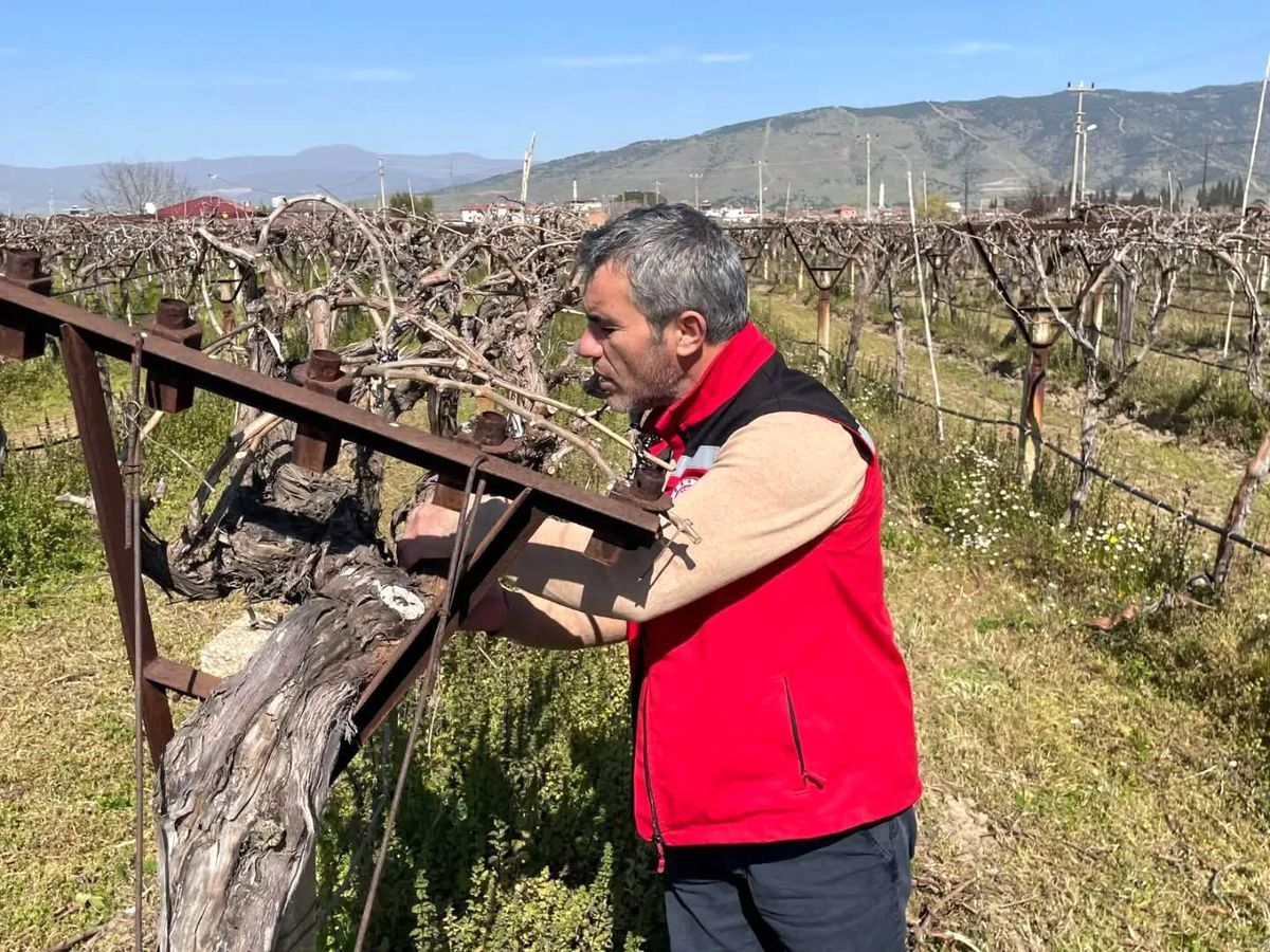 Bağlarda hastalık ve zararlı kontrolü yapılıyor