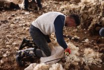 Kars'ta koyun kırkım sezonu başladı