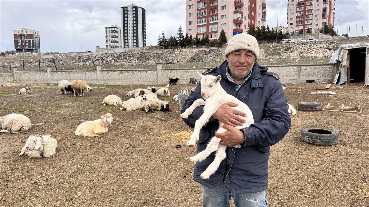 Kayseri'de yabani hayvanların saldırısına uğrayan keçilerden 6'sı telef oldu, 5'i kayboldu