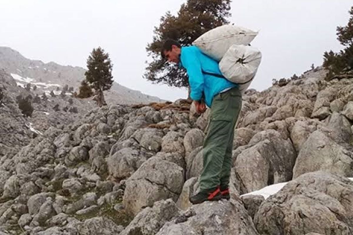 Kilosu 300 liradan satılıyor! Günde 21 bin lira kazanan var