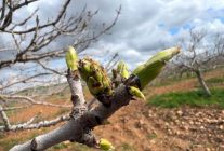 Antep fıstığının sürgün gelişiminde karagöz kurdu ve kabuklu bit riski