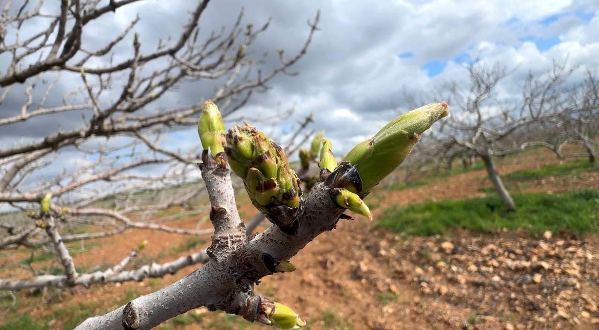 Antep fıstığının sürgün gelişiminde karagöz kurdu ve kabuklu bit riski