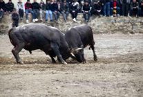 Artvin'de boğa güreşleri sezonu Sarıgöl'de açıldı