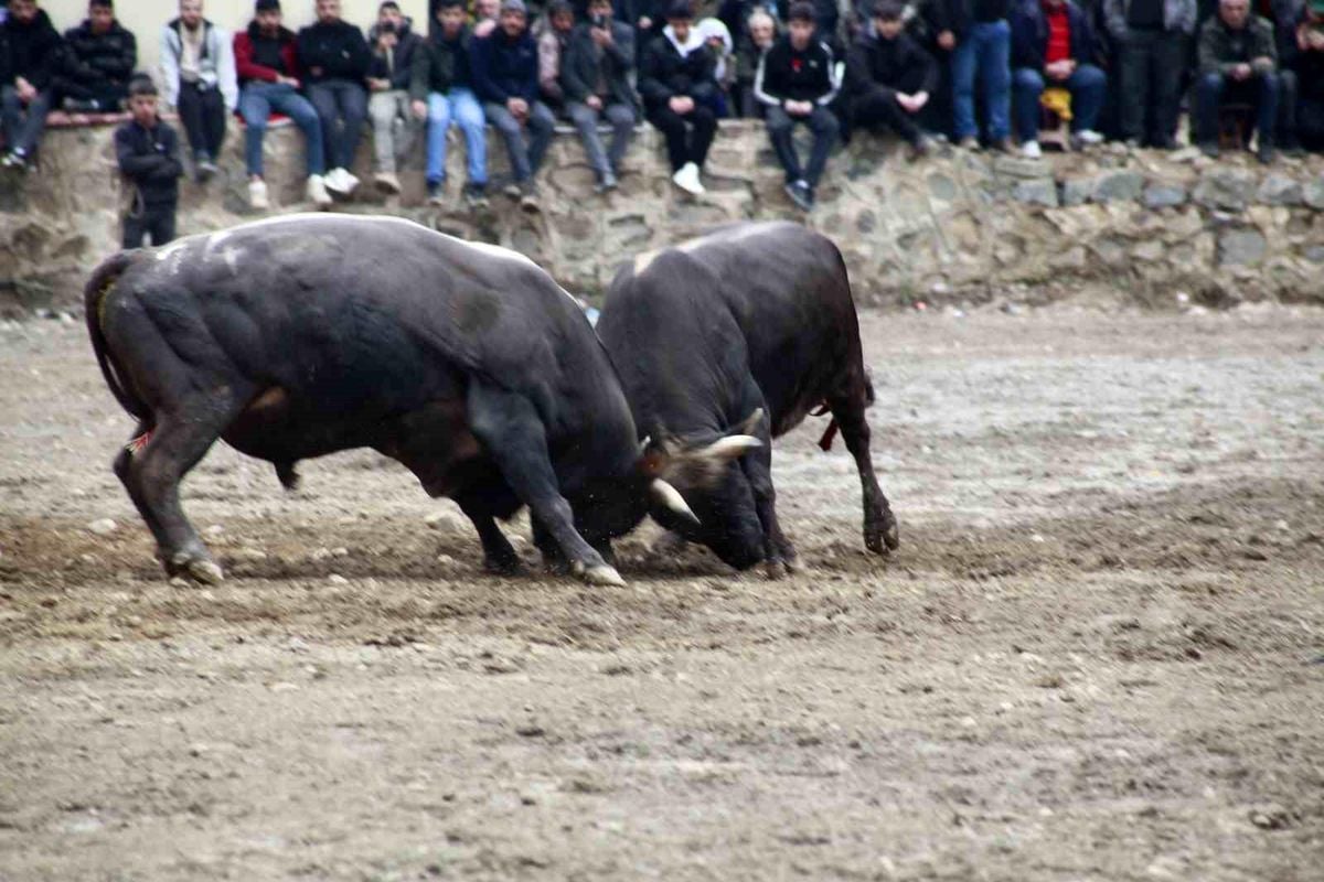 Artvin'de boğa güreşleri sezonu Sarıgöl'de açıldı