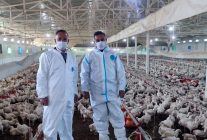 Aydın'da kanatlı üretimi 71 işletmede sürüyor