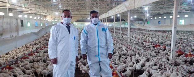 Aydın'da kanatlı üretimi 71 işletmede sürüyor