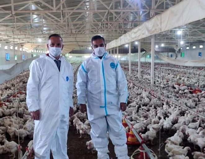 Aydın'da kanatlı üretimi 71 işletmede sürüyor