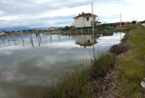 Balıkesir'de nisan yağmurları zeytincileri sevindirdi