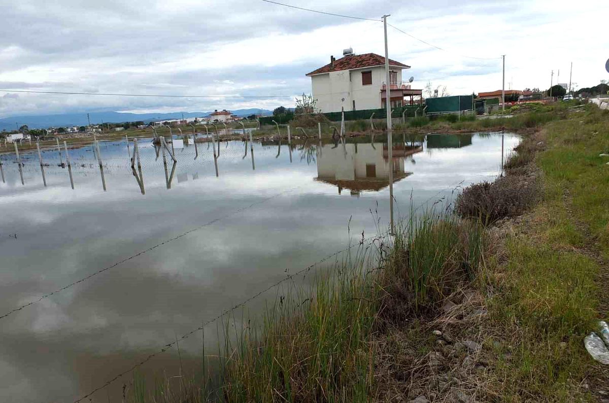 Balıkesir'de nisan yağmurları zeytincileri sevindirdi