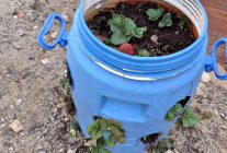 Buldanlı üreticiler atık malzemeleri tarımda değerlendiriyor