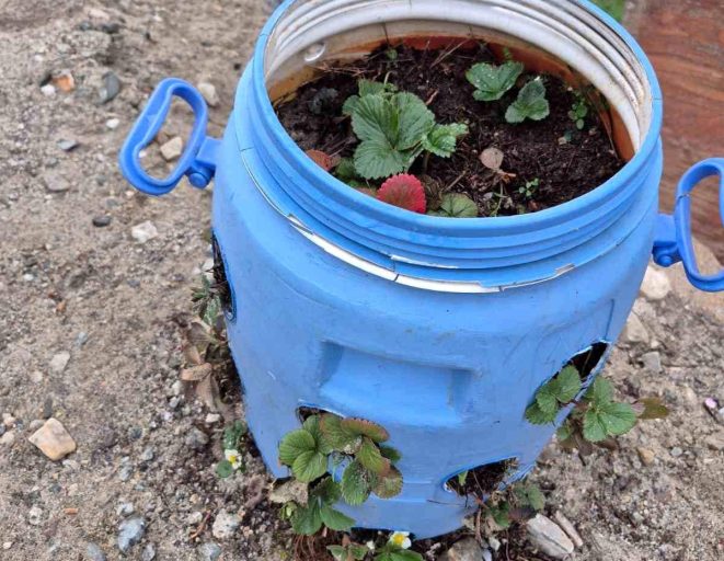 Buldanlı üreticiler atık malzemeleri tarımda değerlendiriyor