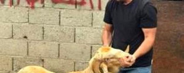 Burhaniye'de kurbanlıklar satışa çıktı - Haberler