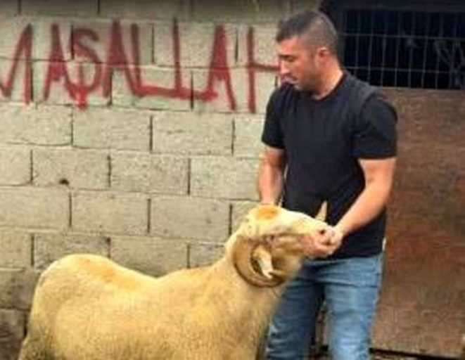 Burhaniye'de kurbanlıklar satışa çıktı - Haberler