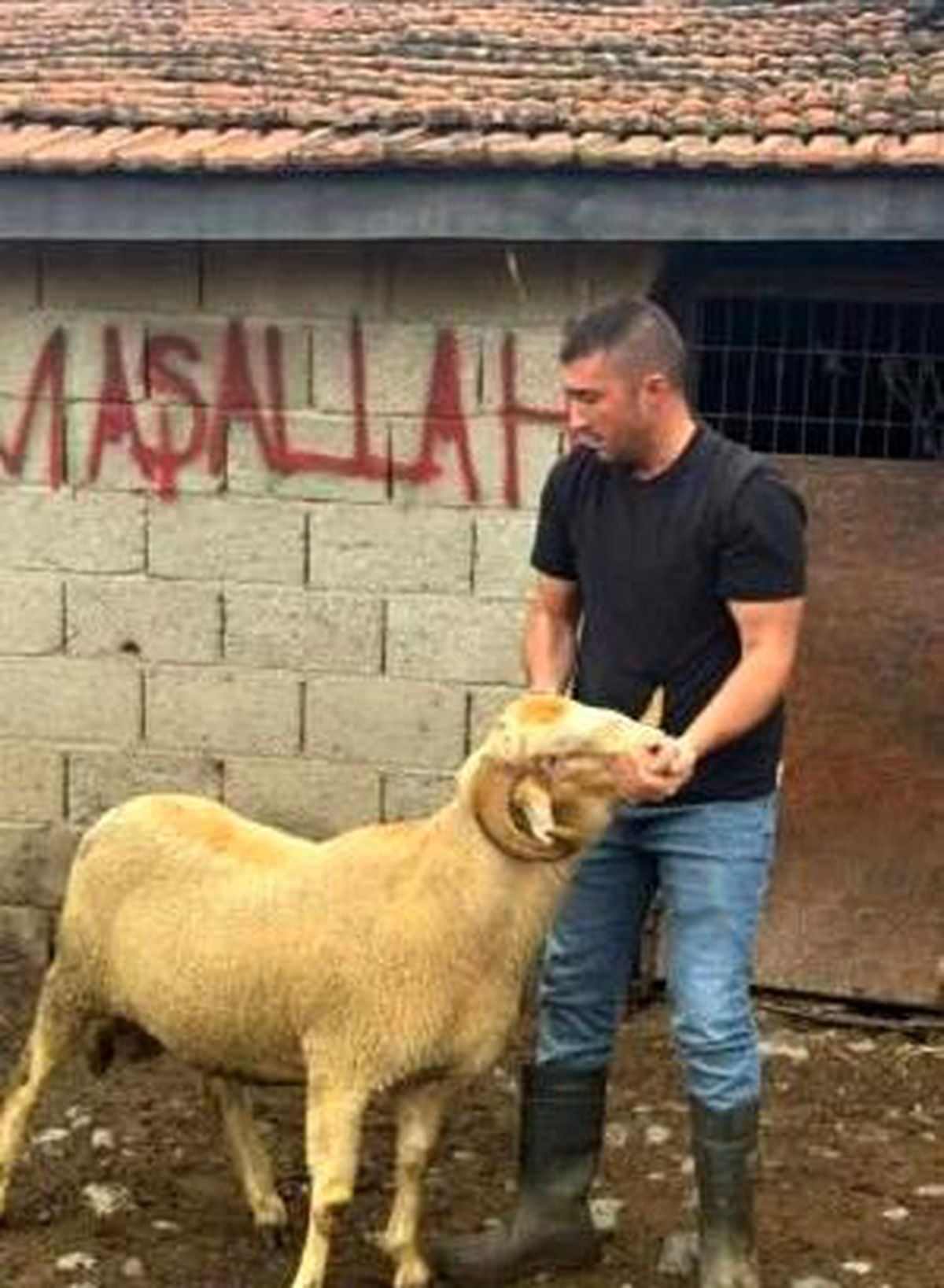 Burhaniye'de kurbanlıklar satışa çıktı - Haberler