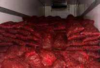 Bursa ve Balıkesir'de yapılan operasyonda 10 ton kaçak midye ele geçirildi