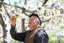 Demirci'de 800 bin kiraz ağacı çiçek açtı