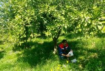 Koçarlı'da Akdeniz meyve sineğine karşı tuzaklı takip sürüyor