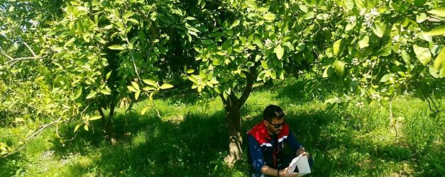 Koçarlı'da Akdeniz meyve sineğine karşı tuzaklı takip sürüyor