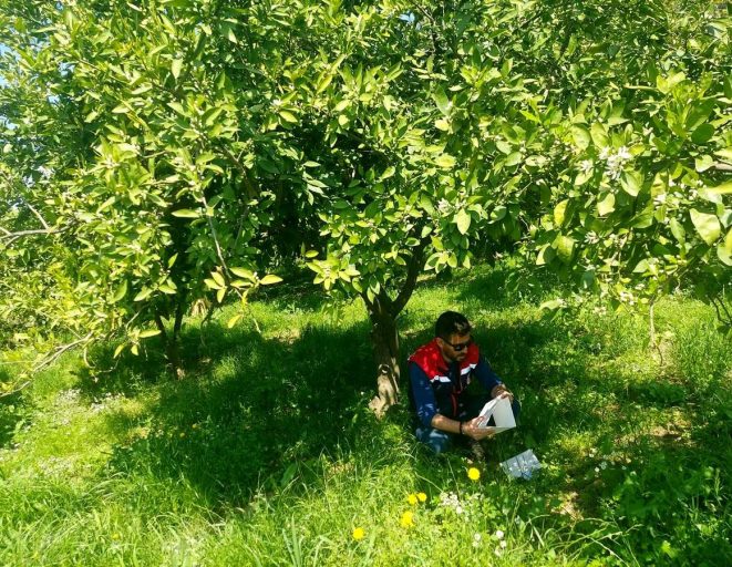 Koçarlı'da Akdeniz meyve sineğine karşı tuzaklı takip sürüyor