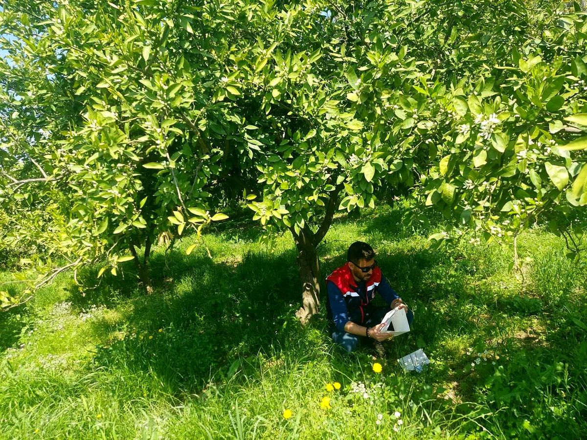 Koçarlı'da Akdeniz meyve sineğine karşı tuzaklı takip sürüyor