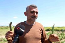 Kozan bezelyesi görünümüyle Karadeniz hamsisine benzetildi