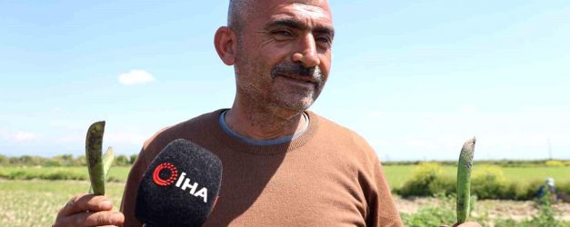 Kozan bezelyesi görünümüyle Karadeniz hamsisine benzetildi