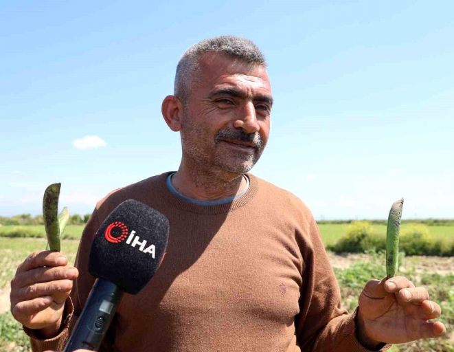 Kozan bezelyesi görünümüyle Karadeniz hamsisine benzetildi