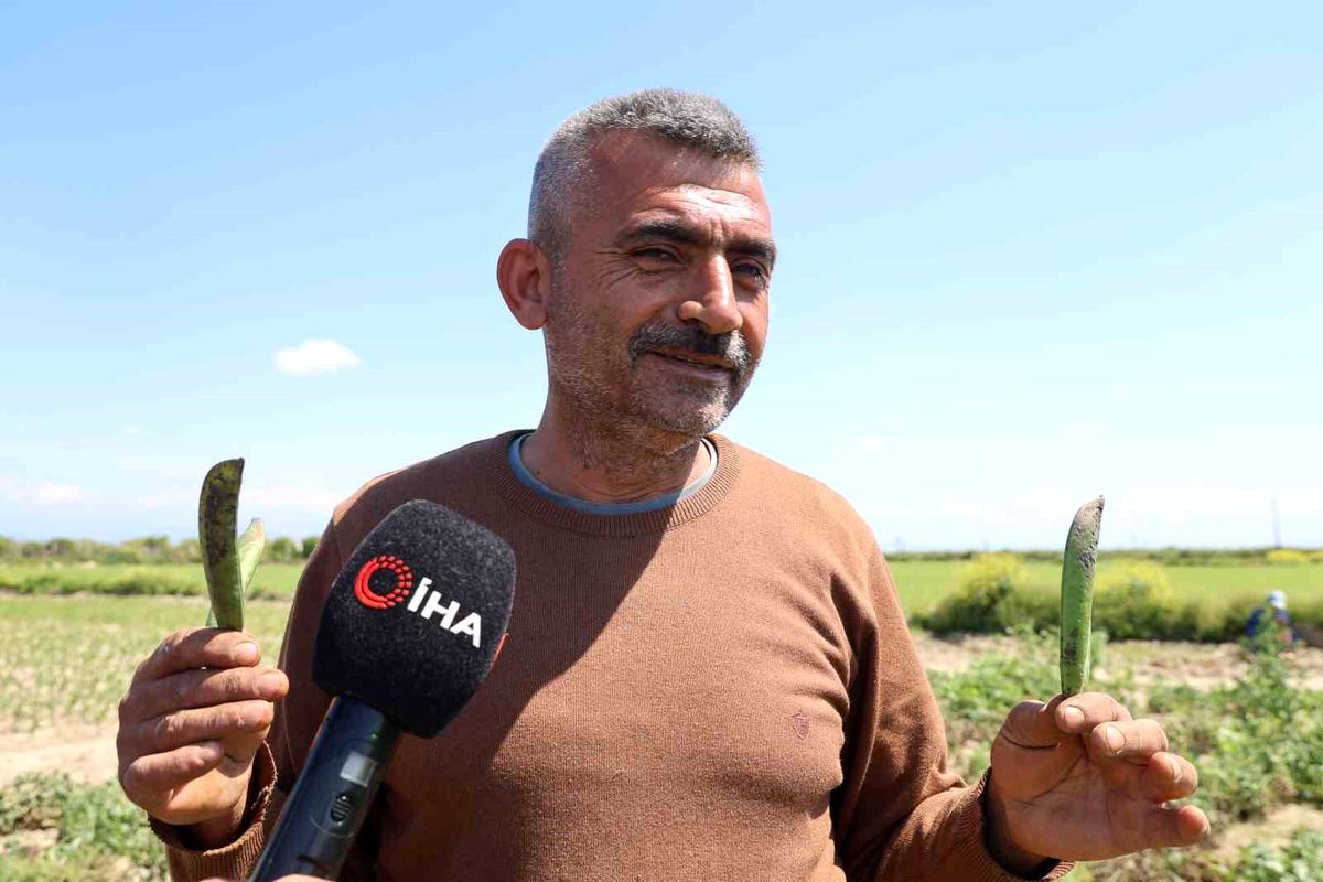Kozan bezelyesi görünümüyle Karadeniz hamsisine benzetildi