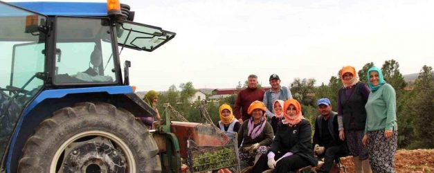 Poşusunu takan Kaymakam Kuran üreticilerle birlikte kekik dikti